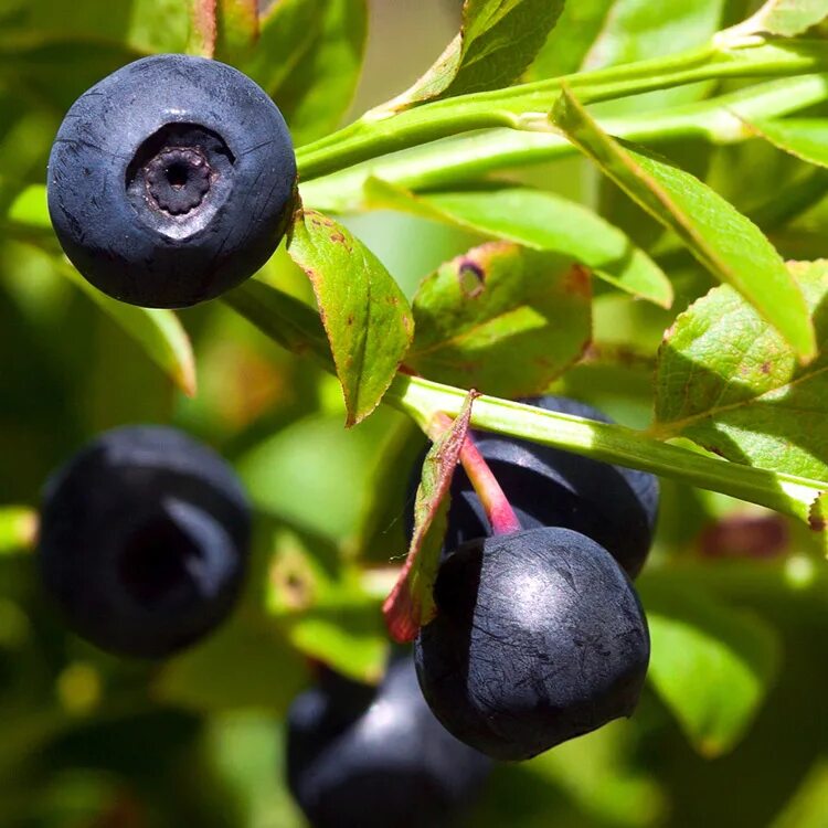 Голубика обыкновенная листья. Черника болотная. Черника обыкновенная листья. Листья черники. Vaccinium myrtillus черника ягоды.