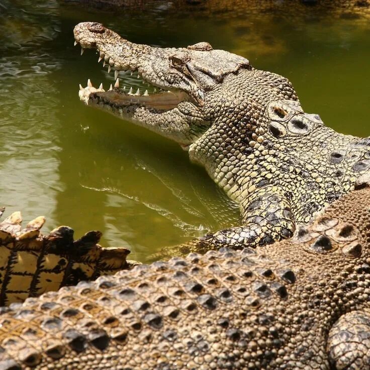 Гребнистый крокодил. Альбино Аллигатор (Albino Alligator) 1996. Крокодилы Аллигаторы кайманы и гавиалы. Череп гребнистого крокодила.