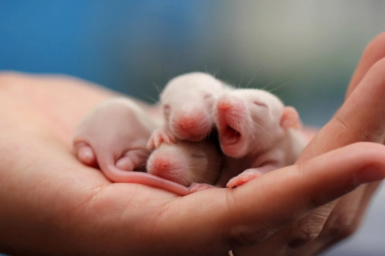Новорожденные детеныши мыши. Новорожденный крысенок Дамбо. Новорожденные крысята Дамбо. Крысы Дамбо Детеныши. Маленькие крысята Дамбо новорождённые.