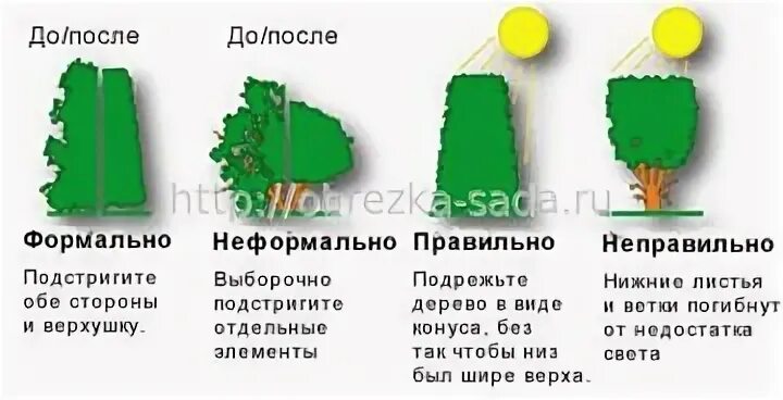 Как подстригать правильно дерево