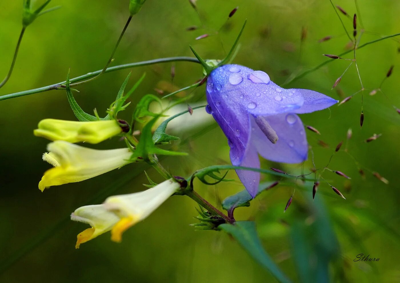 Bluebell blue' bell. Весенние колокольчики. Весенний колокольчик клеар скай. Весенний цветок колокольчиком. Ландыши колокольчики подснежники.