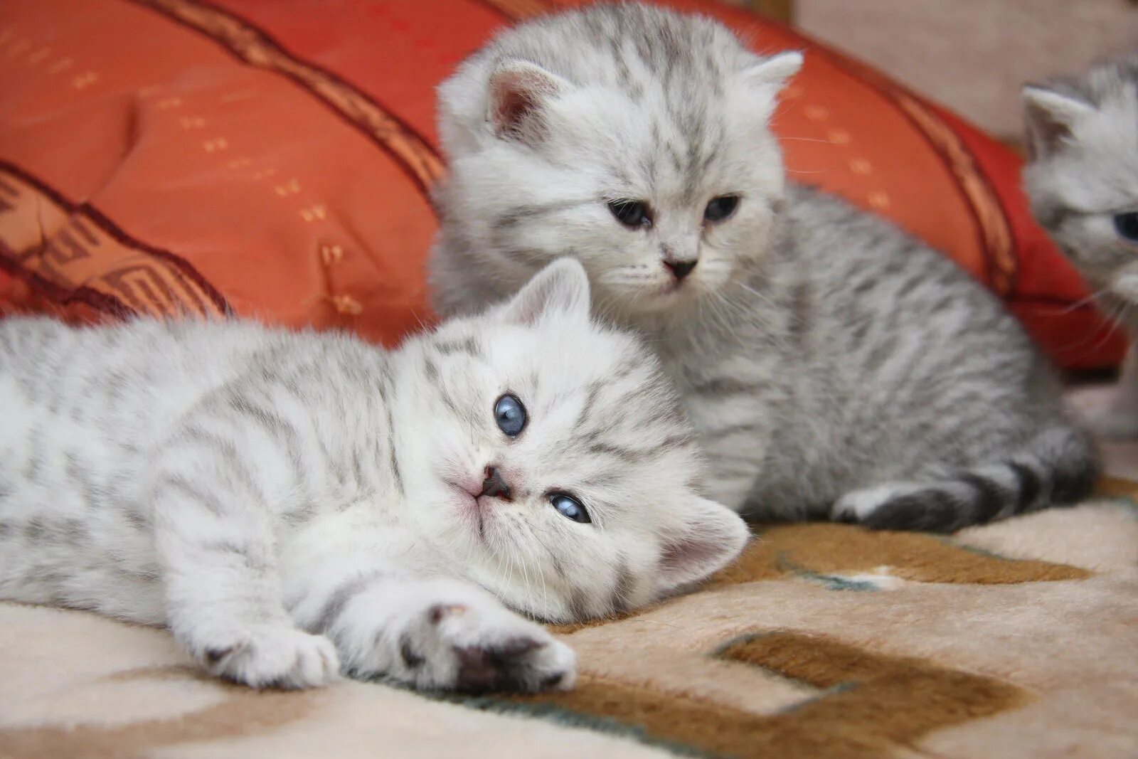 Картинки кота котят. Британская кошка вискас. Красивые котята. Милые котята. Картинки милых котят.
