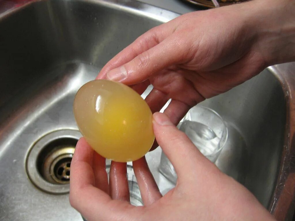 Яйцо в уксусе. Яйцо в уксусе эксперимент. Опыт с яйцом и уксусом. Взболтанное яйцо. После яиц болит