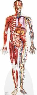 Anatomy education