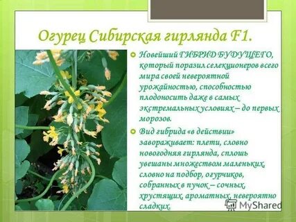 Огурец сибирская гирлянда