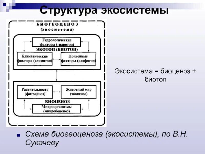 Основные структурные компоненты биогеоценоза. Структура биогеоценоза (по в н Сукачеву). Структура биогеоценоза схема по Сукачеву. Схема биогеоценоза (по в.н. Сукачеву, 1972). Схема биогеоценоза по в.н Сукачеву.