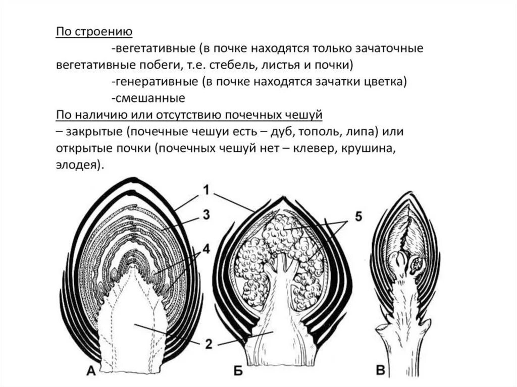 Изучение строения вегетативных и генеративных