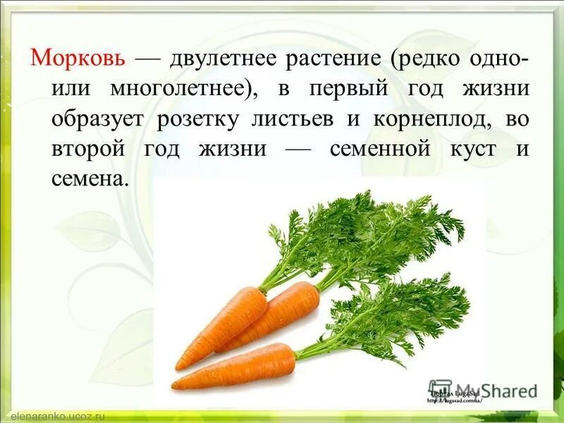 Сколько лет морковь про. Презентация на тему морковь. Интересные морковки. Морковь для презентации. Проект на тему морковь.