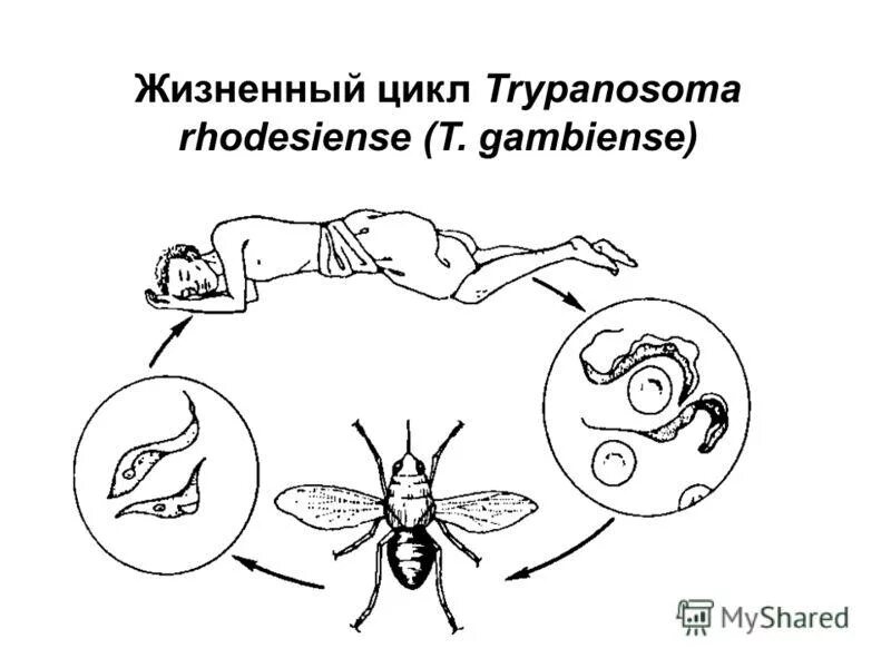 Трипаносома жизненный цикл Сонная болезнь. Цикл развития трипаносомы. Trypanosoma rhodesiense жизненный цикл. Цикл развития возбудителя африканского трипаносомоза. Основной хозяин муха цеце основной хозяин человек