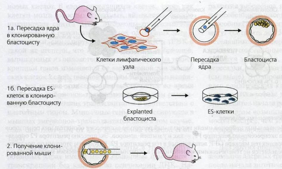 Схема клонирования. Клеточное клонирование. Клонирование мыши из клетки эмбриона (1987). Клонирование мышей. Пересадка ядер клеток эмбрионов