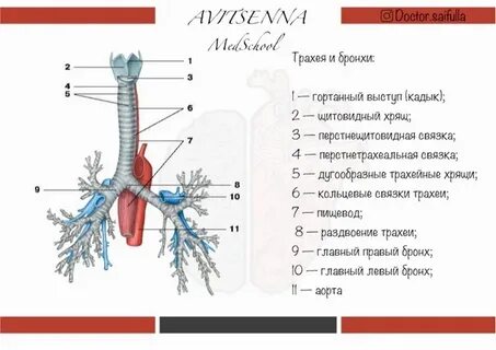 Особенности трахеи