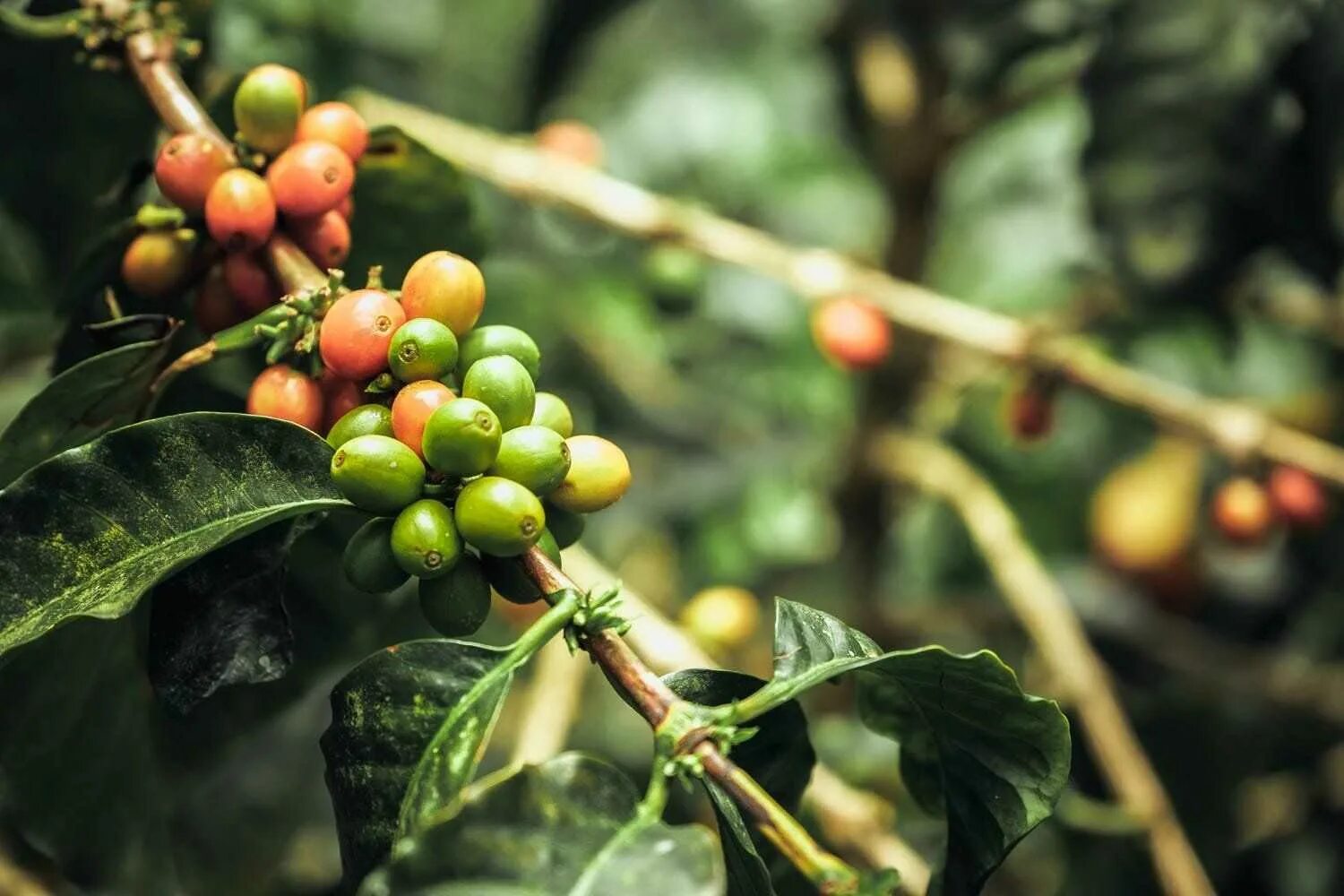 кофе аравийский дерево. кофейное дерево (coffea). кофейное дерево (coffea). кофе аравийский дерево. кофейный сад.