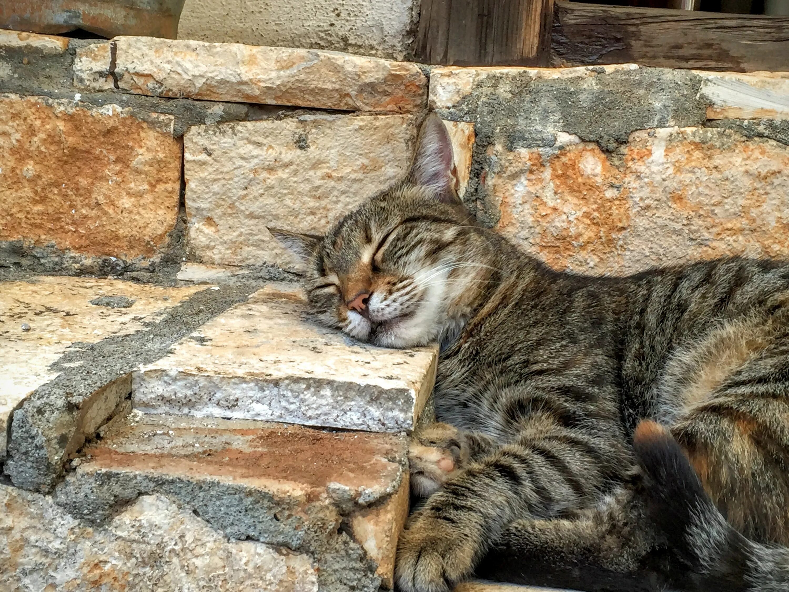 Turkey cats. Стамбульские котики. Турецкие кошки уличные. Кошки в Стамбуле. Город кошек.