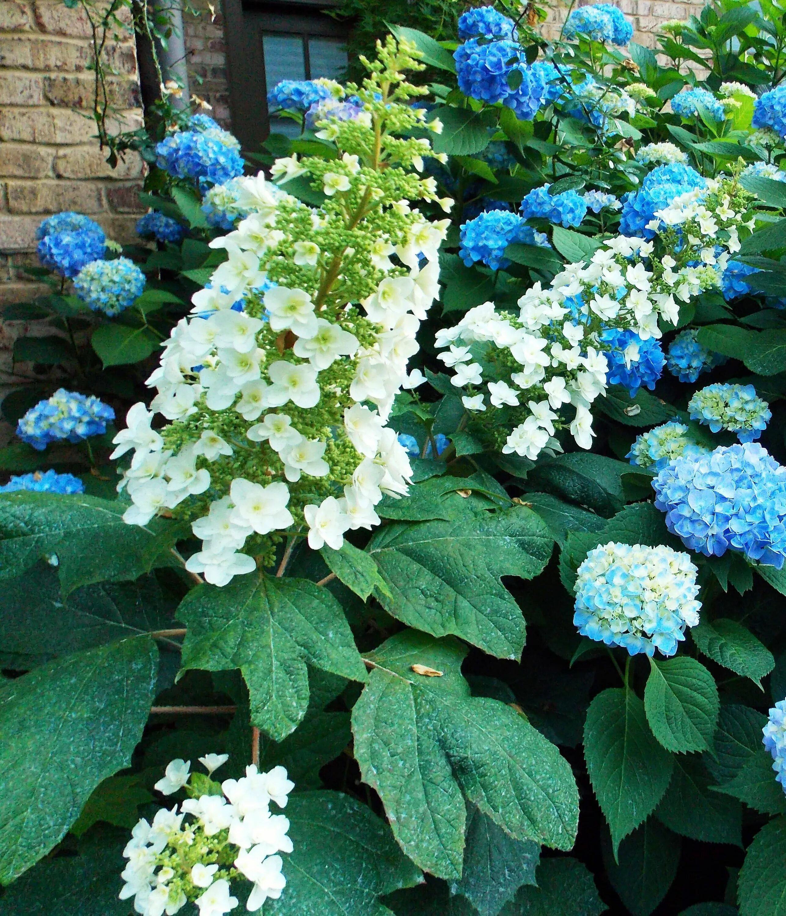 Snowflake Oakleaf Hydrangea: A Must-Have for Your Garden