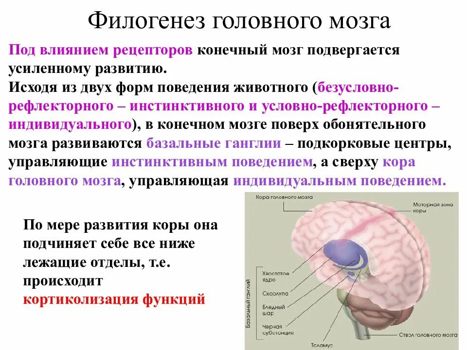 Филогенез мозга. Филогенез головного мозга. Филогенез конечного мозга. Филогенез головного мозга у позвоночных животных. Развитие конечного мозга.