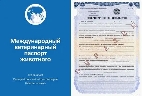 Срок ветеринарного сертификата