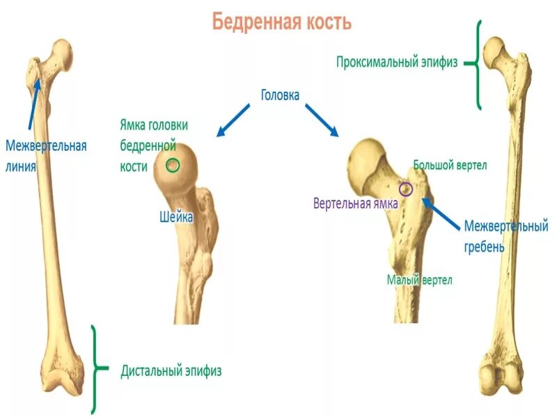Бедренная кость анатомия строение. Хирургическая шейка бедренной кости анатомия. Вертельная ямка бедренной кости. Структуры проксимального эпифиза бедренной кости:.
