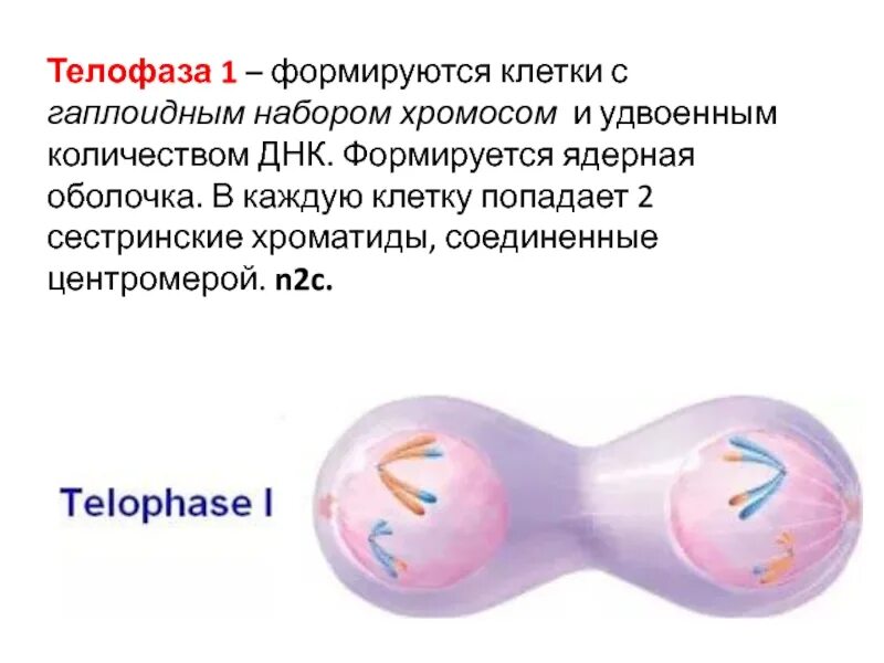 Телофаза 1 описание. Телофаза 2. Телофаза мейоза 1 набор хромосом и ДНК. Телофаза 1 набор хромосом и ДНК. Гаплоидный набор хромосом клетки образуется в результате