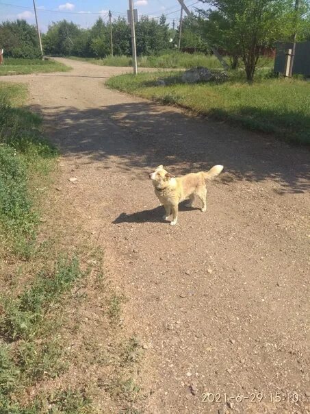 Щенку 3 дня