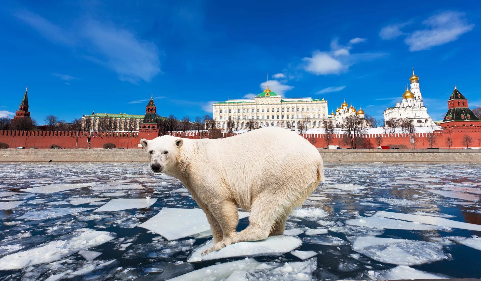 Интересные фотографии россии. Россия картинки. Медведь на красной площади. Что интересного в России. Медведь на фоне Кремля.