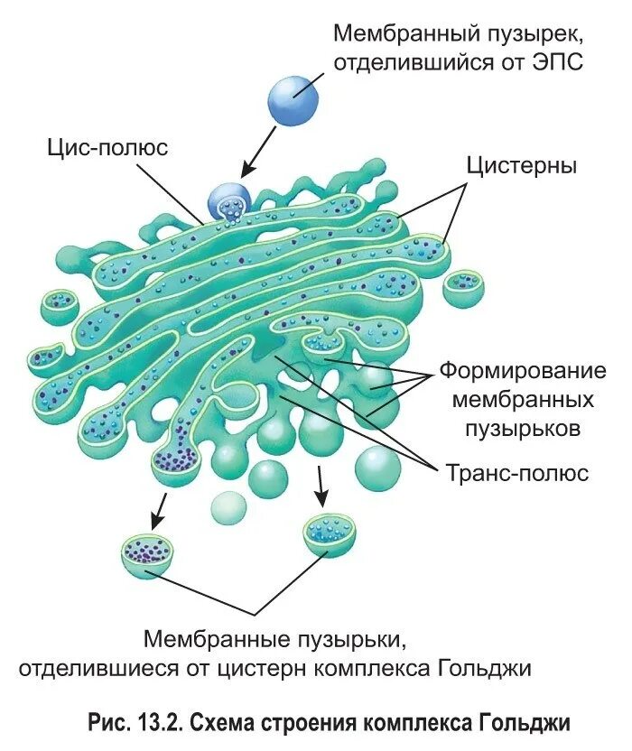 Какие мембранные структуры образует аппарат гольджи. Мембранные пузырьки и лизосомы\. Мембранные пузырьки. Пузырьки комплекса Гольджи. Цистерны ЭПС И аппарата Гольджи.