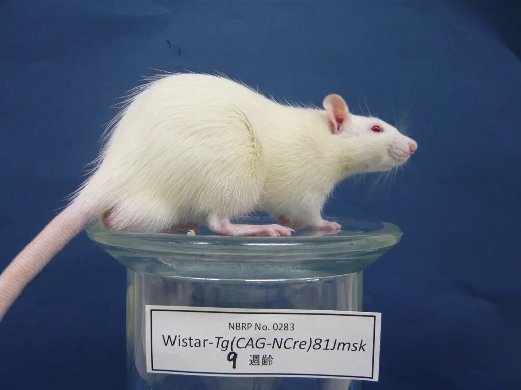 книжка энциклопедия крыс. крыса озон. лабораторные животные. крыса озон. крысиный капкан.