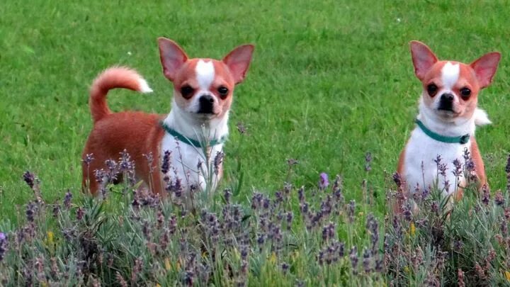 Чихуахуа Брид. Чихуахуа шоу класса. ПЭТ Брид шоу. Брид-щенки. Pet class