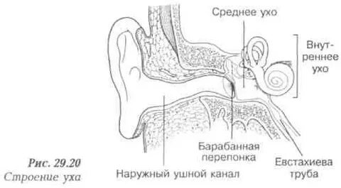 2 строение наружного уха