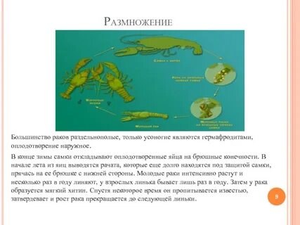 Раздельнополыми являются