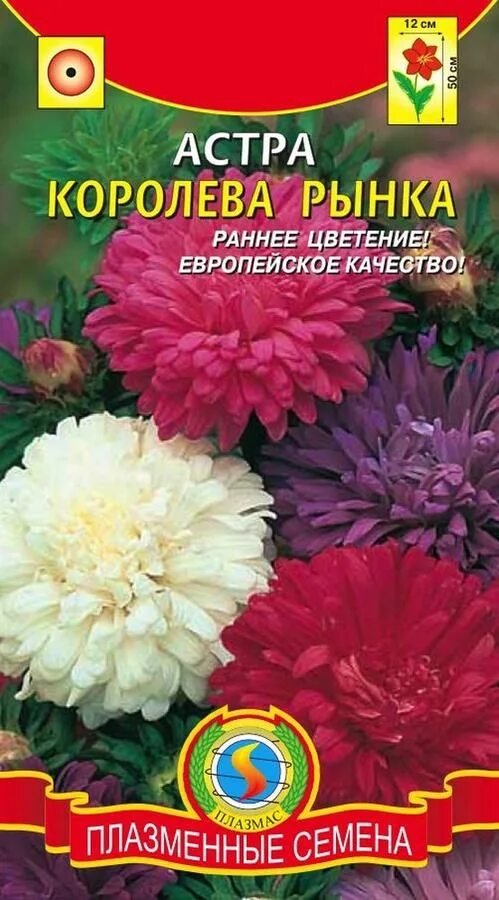 Семена Астра Королева Рынка смесь 100 ШТ AliExpress