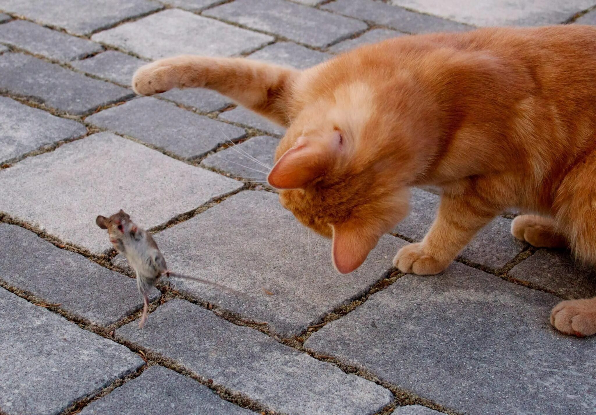 Смешные картинки. Прикольный рыжий кот. Животные с юмором. Кот и мышка. Котенок ловит мышей