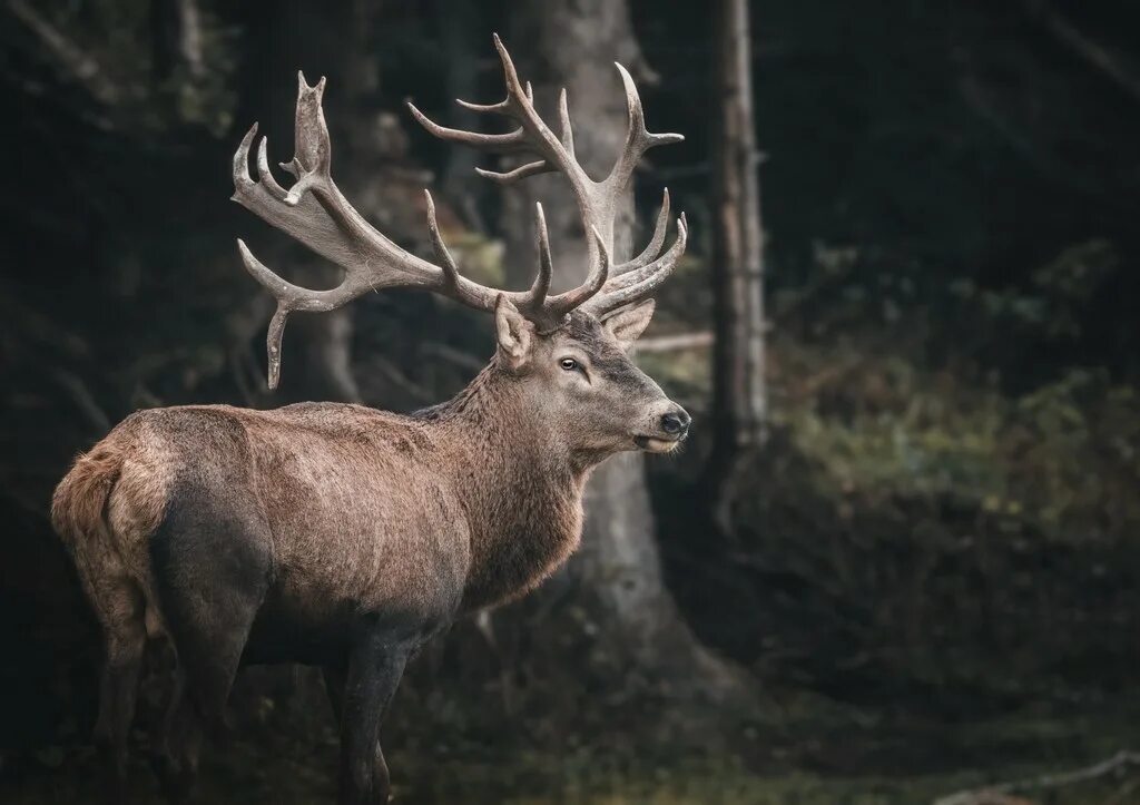 Белохвостый олень саскачеван. Виргинский олень (белохвостый олень). Deer picture. Дерево оленьи рога. Картинки диких животных.