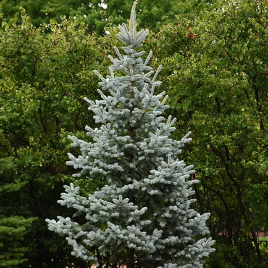 Ель колючая picea. Ель колючая Koster. Ель колючая Picea pungens. Ель колючая костер Koster. Ель колючая костер (Picea pungens Koster).