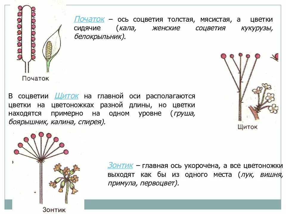 Простой початок. Строение соцветия. Виды соцветия цветка. Соцветие початок. Типы соцветий цветка.