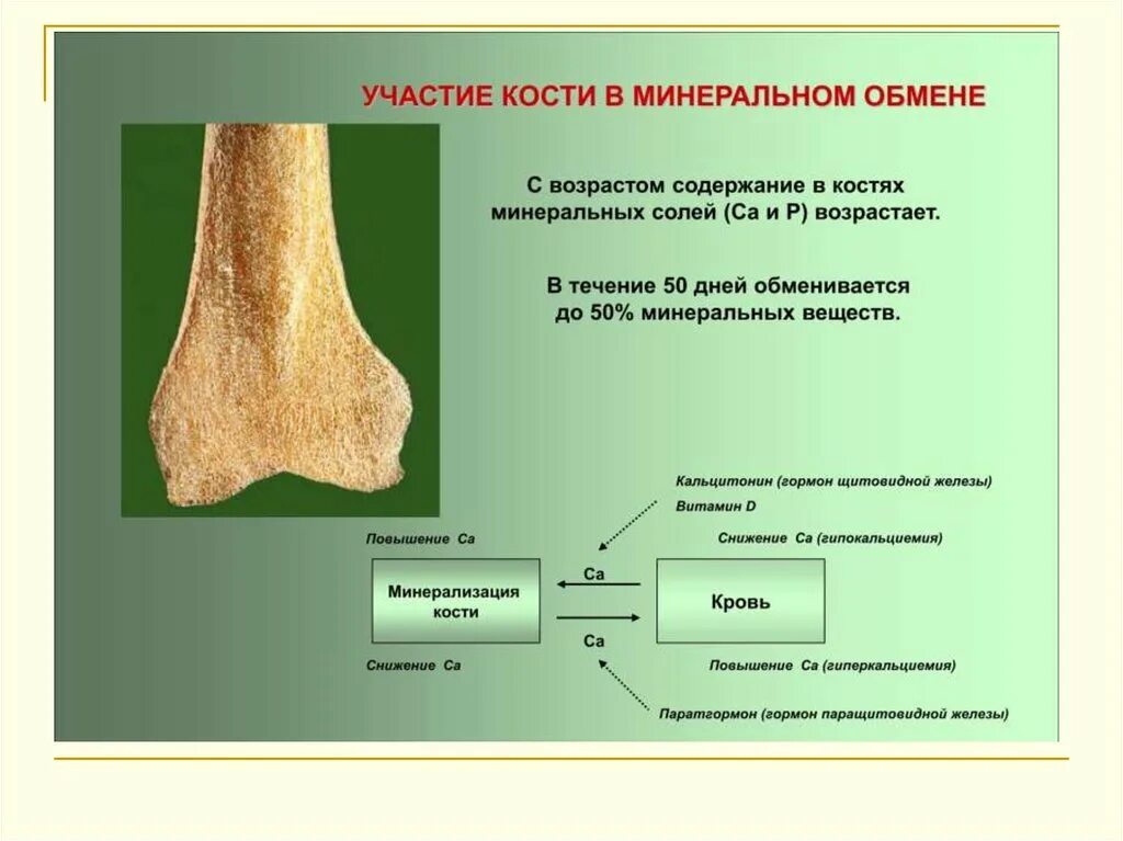 Основным признаком изменений костей является. Минеральный обмен в костной ткани. Минеральные вещества костной ткани. Участие в минеральном обмене. Кость в минеральном обмене.