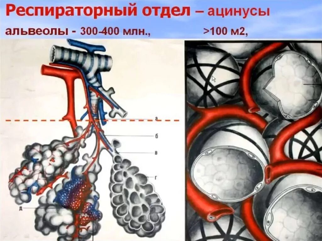 Респираторный отдел легких. Строение альвеолярного дерева ацинуса. Ацинус анатомия. Структурно функциональная единица легкого ацинус. Ацинус строение.