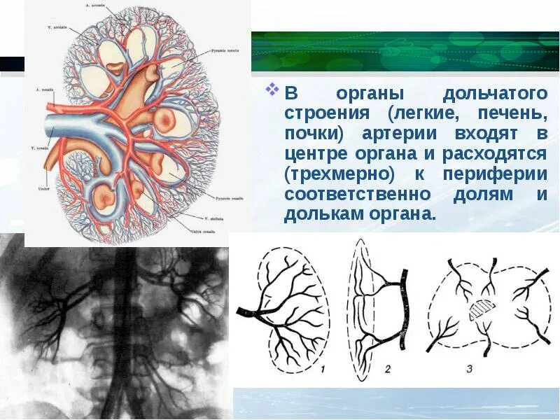Выводной проток поджелудочной железы. Микроскопическое строение поджелудочной железы. Имеет дольчатое строение. Проекция почечных артерий. Гистологическое строение опухоли.