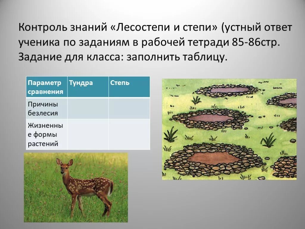 Сходства и различия между степью и тундрой. Жизненные формы степей. Контроль знаний лесостепи и степи. Жизненные формы растений степи. Таблица по степям и лесостепям.