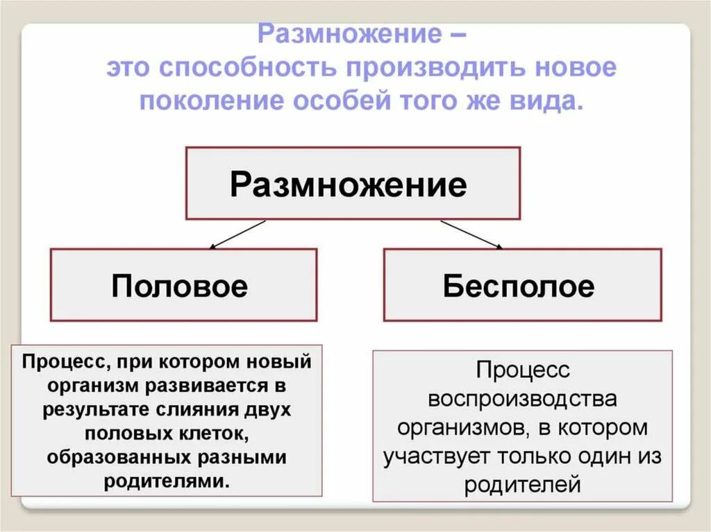 Является бесполым поколением. Размножение. Половое и бесполое размножение. Типы размножения половое и бесполое. Виды бесполого размножения.