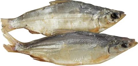 Пелядь рыба вкусная