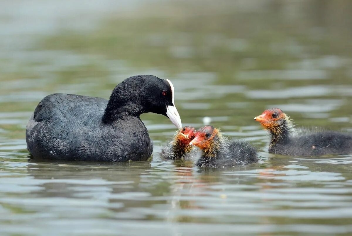 Лысуха (Fulica atra). Утята лысухи. Лысуха утка птенец. Лысуха селезень. Утка с белым лбом