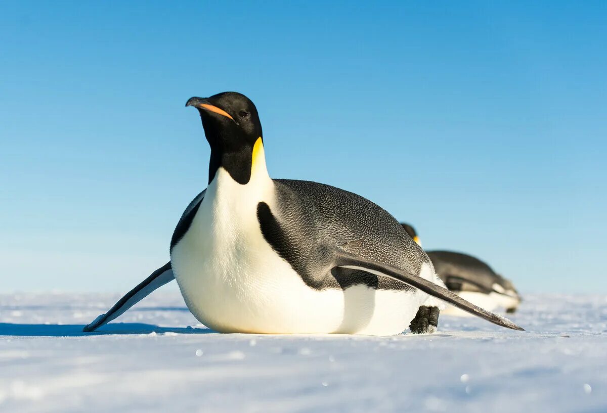 Emperor penguin. Императорский Пингвин в Антарктиде. Императорский Пингвин Aptenodytes forsteri. Императорские пингвины в Антарктиде фото. Субантарктический Пингвин.