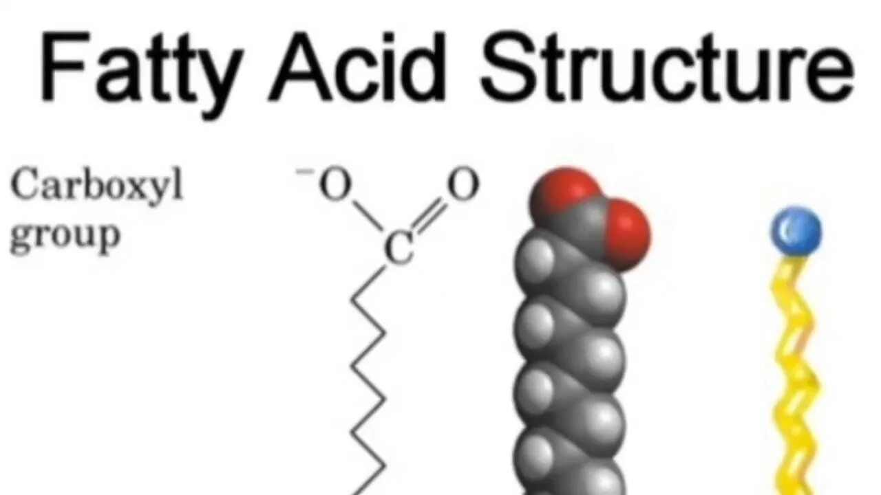 Acids articles. Fatty acids. fatty acid structure.