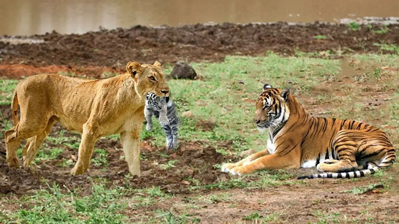Амурский тигр против. Амурский тигр против Льва. Тигр vs Лев. Тигры против Львов.