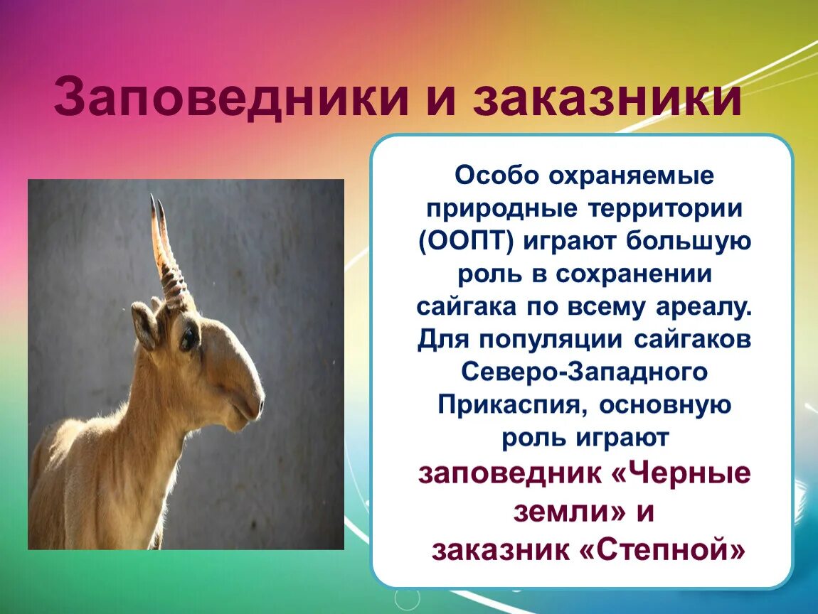 Где обитает сайгак в какой природной. Сайгак ареал. Образ жизни сайгака. Вымершие животные сайгаки и. Сайгак где обитает.