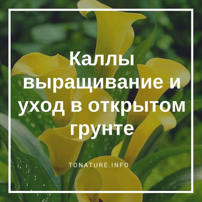 Когда можно высадить каллы в открытый грунт. Калла в горшке. каллы в открытом грунте. выращивание каллы в открытом грунте. как сажать каллы в горшке.