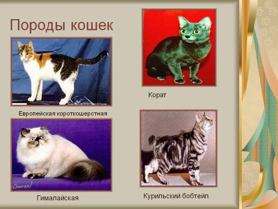Разные кошки с названиями. Нормальные породы кошек. Породы кошек. Нормальные породы кошек. Постер с породами кошек.