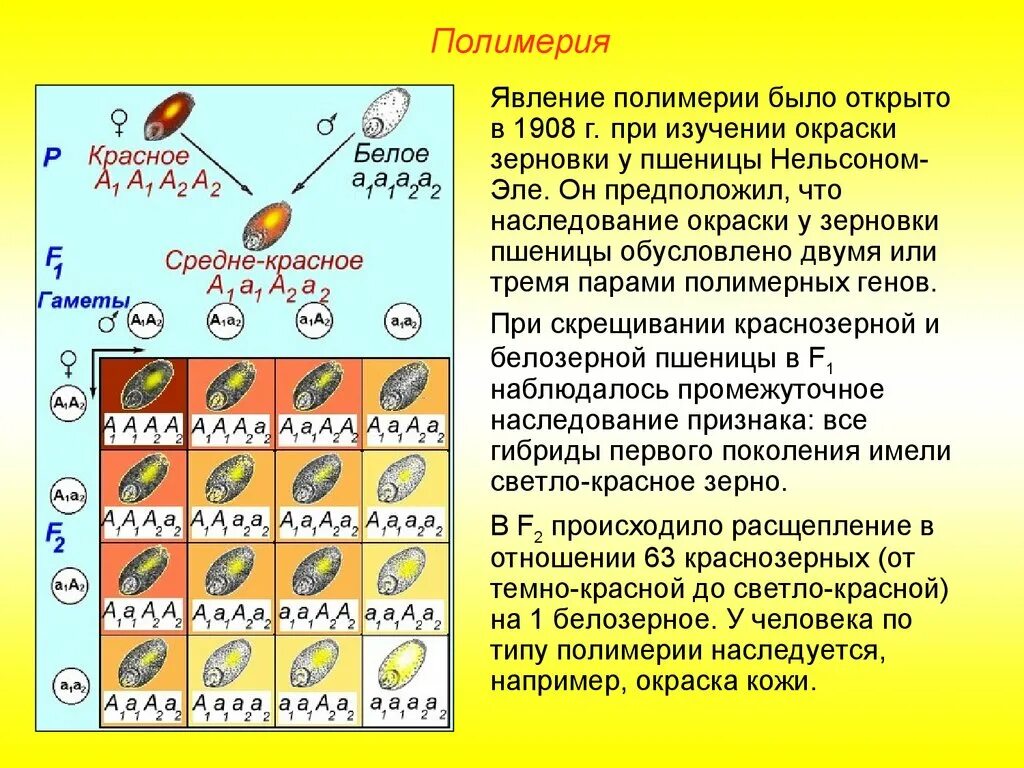 Примеры генов человека. Наследование окраски зерен у пшеницы Полимерия. Полимерия Тип наследования. Полимерия окраска зерен пшеницы. Полимерия наследование цвета кожи.