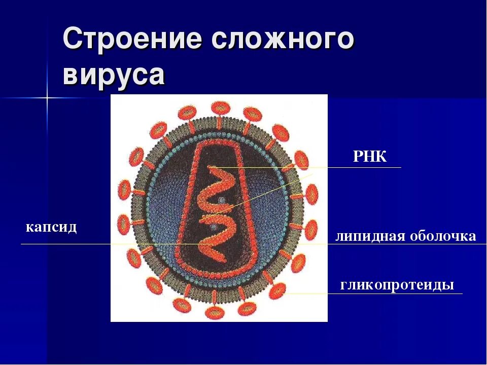 РНК содержащие вирусы строение. Строение вируса РНК капсид. Строение вируса оболочка капсид. Строение РНК вируса вируса. 4 строение вирусов