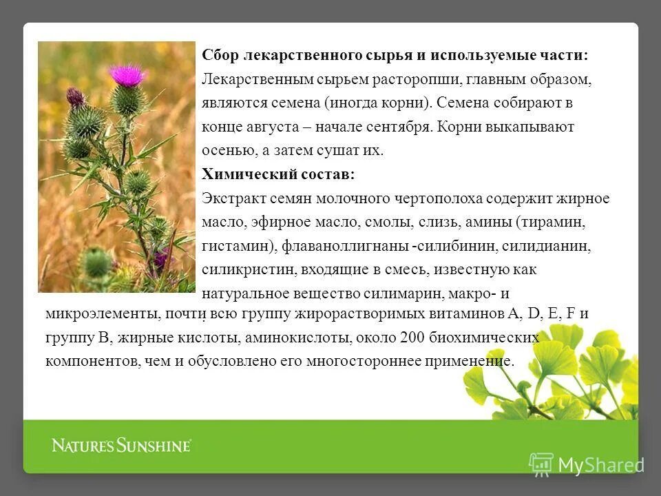 Лекарственная трава череда. Надземные побеги одуванчика лекарственного. Тип побега одуванчика лекарственного. Липа сердцевидная цвет. Травы южного урала фото и название.